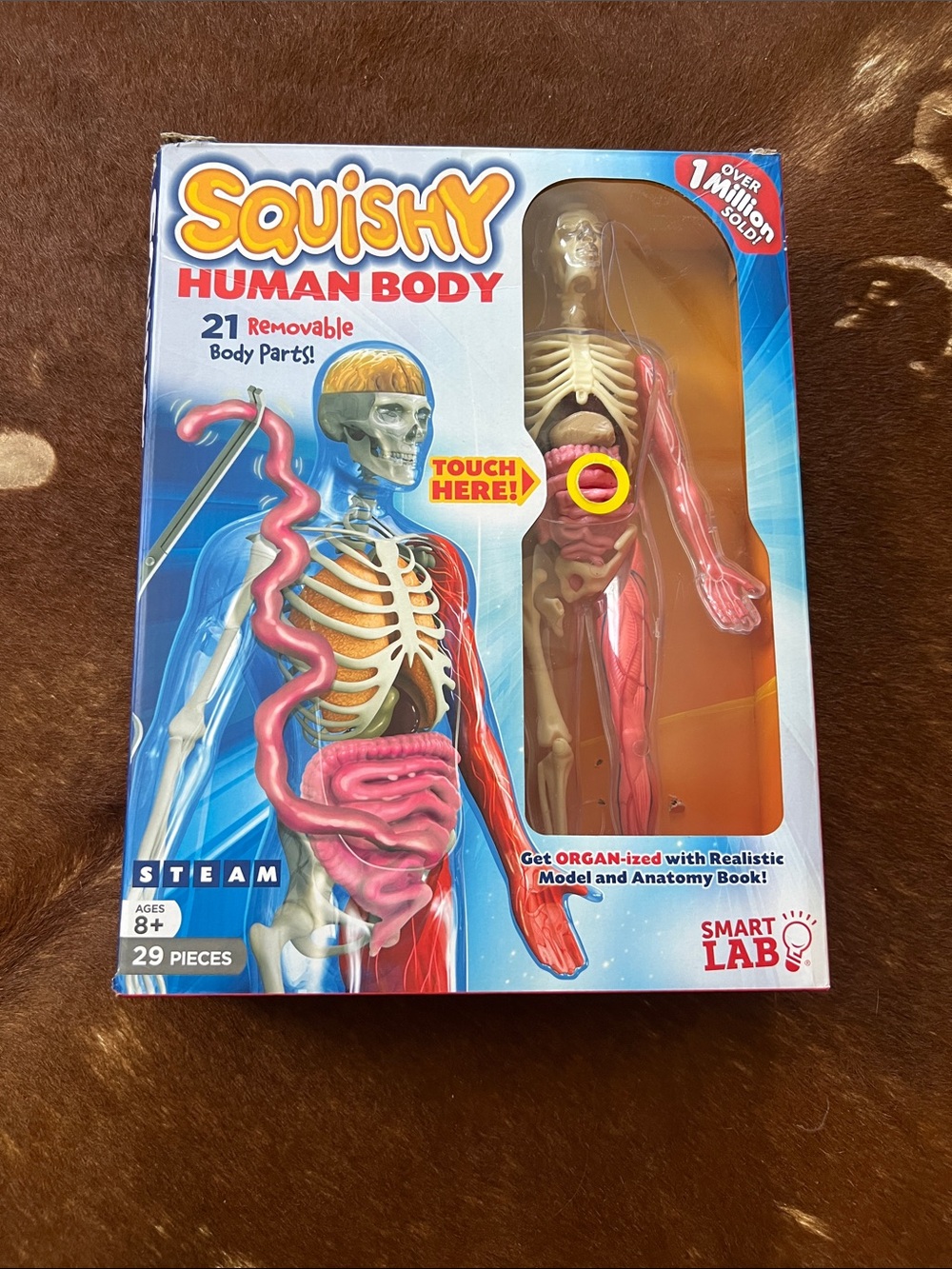 Clear Human Anatomy Model with Removable Organs and Muscle Leg